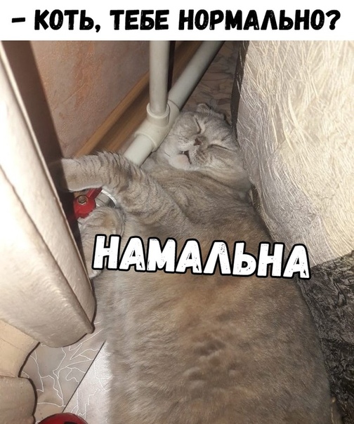 Коть, тебе нормально?