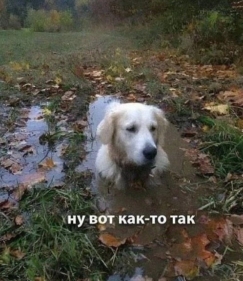 Нуштош 17.10.2024