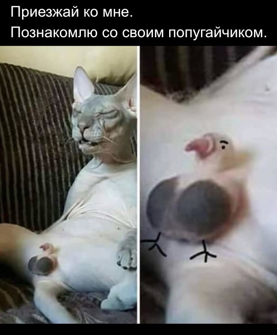 Веселые картинки в пятницу (23.05)
