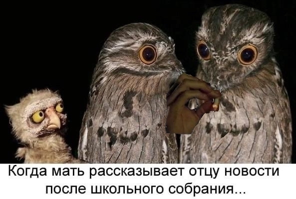 Веселое настроение в картинках (14.07.2025)