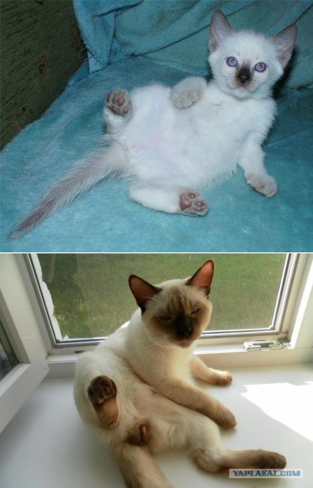 Коты и время