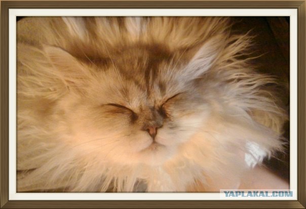 Котовторник 22.04.2014