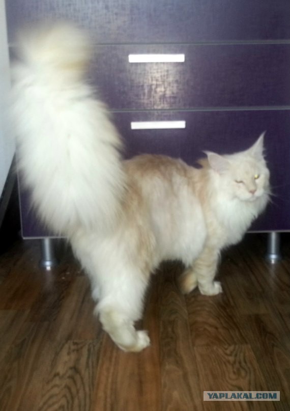 Котовторник 12.08.2014