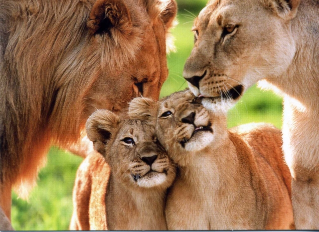 И у зверей есть любящие семьи