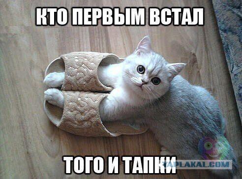 Прикольные картинки из сети