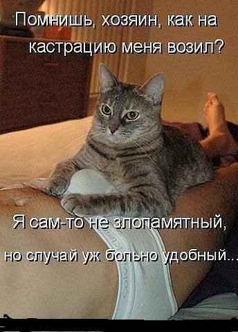 Прикольные картинки из сети