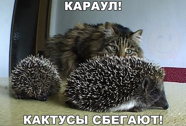 Картинки на пятницу