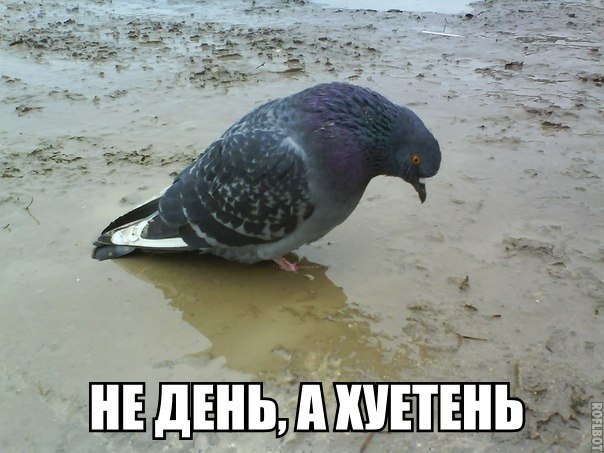 Картинки и демотиваторы