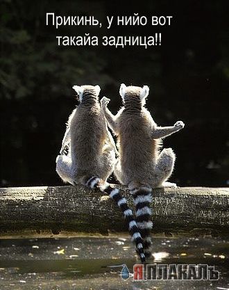 ГРЫЗУНЫ. Мыши, крысы, хомячки и т.д.