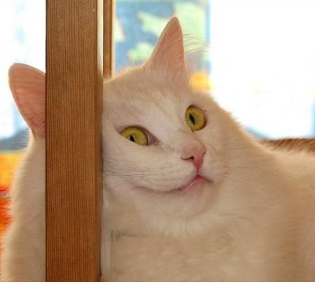 Мой кот, мои правила!