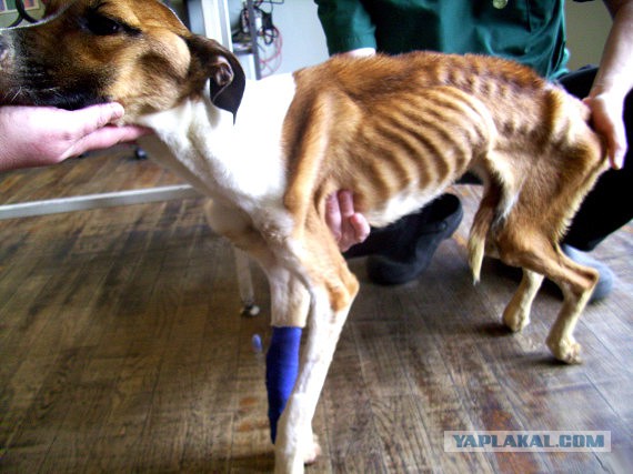 Собака, к которой вернулась вера в людей