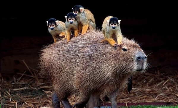 Friendly capybara  Капибара, Иллюстрации животные, Морская свинка