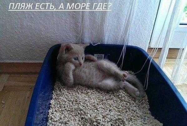 Прикольные животные