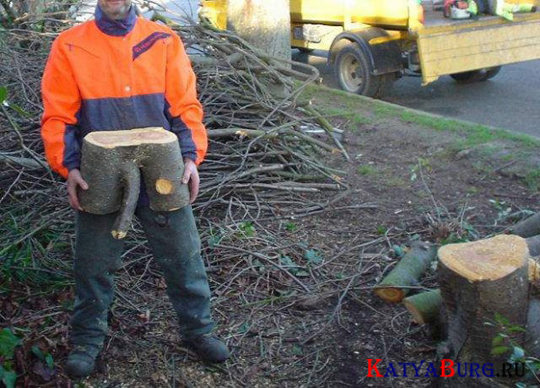 Несколько картинок