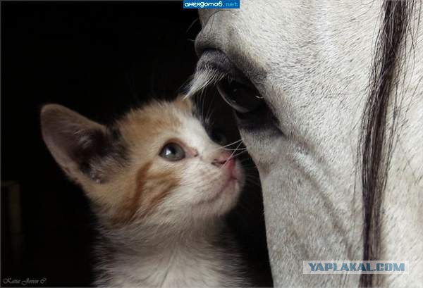 Мой зевающий кот
