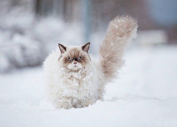 Коты из сети