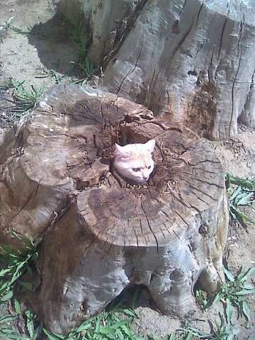 Коты из сети