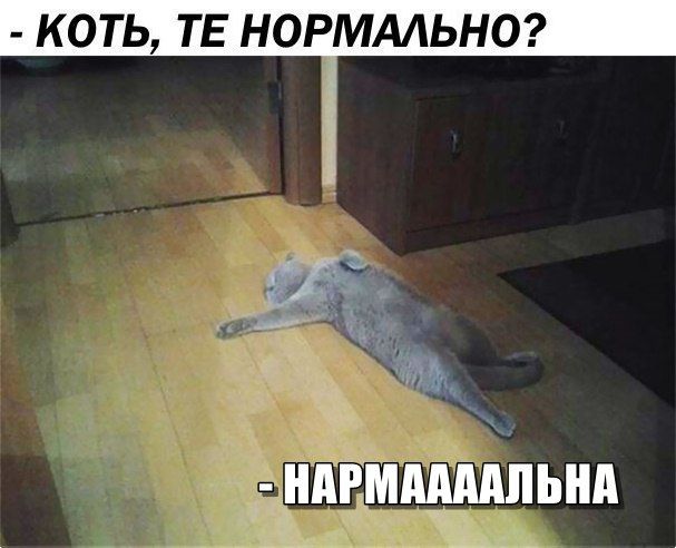Коты и Кошки