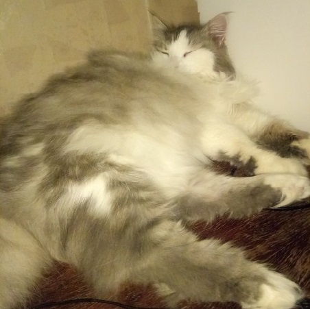 Котовторник 20.06.2017