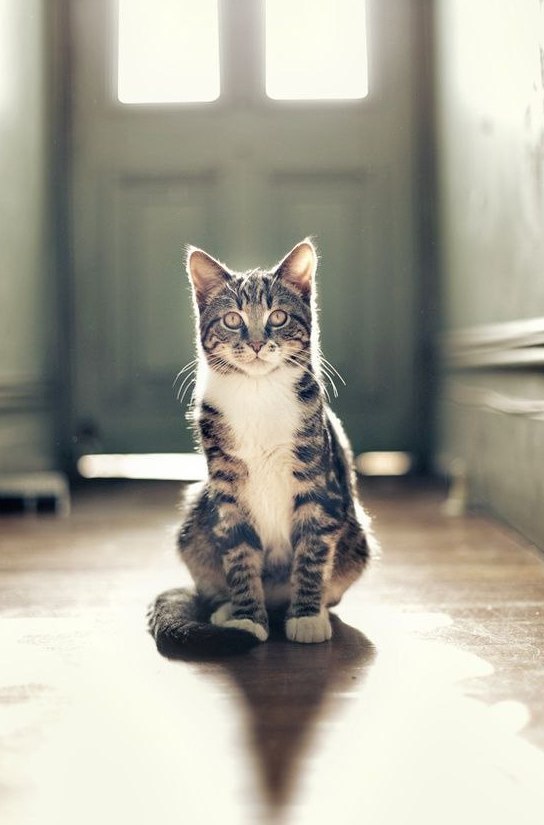 Коты и Кошки