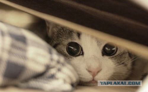 Вторничный котометъ на ЯПлакалъ