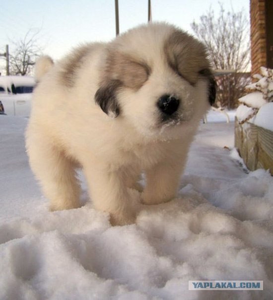 Собака - на снегу стояка!