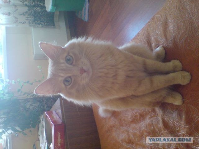 Котовторник  07.06.11