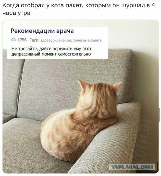 Весёлый полтишок 08.09.22