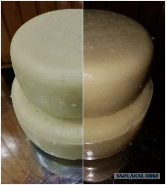 Сыр Маасдам