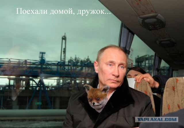 Грустный какойто, на лиса  похож