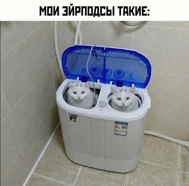 К котовторнику: подборка картинок-баянов с котиками и про котиков. Выпуск 6