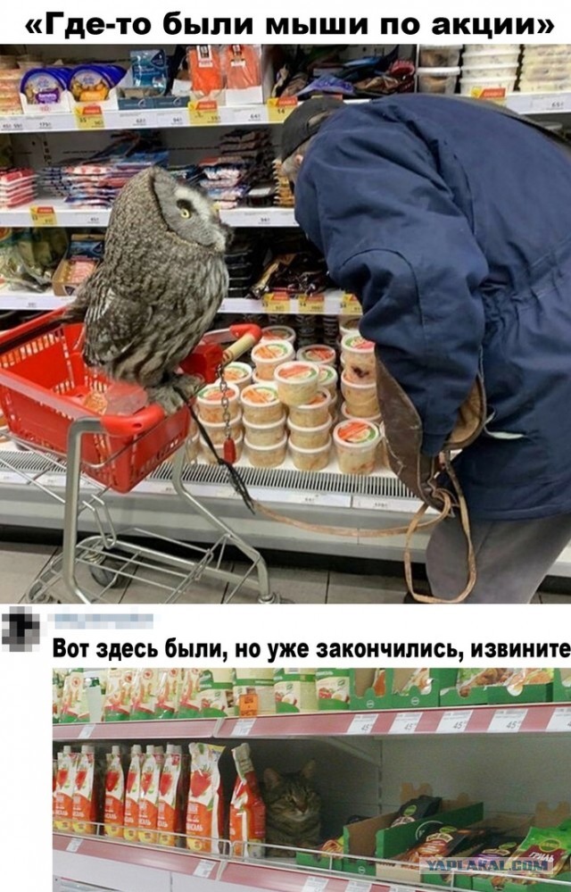 Сова ты офанарел?