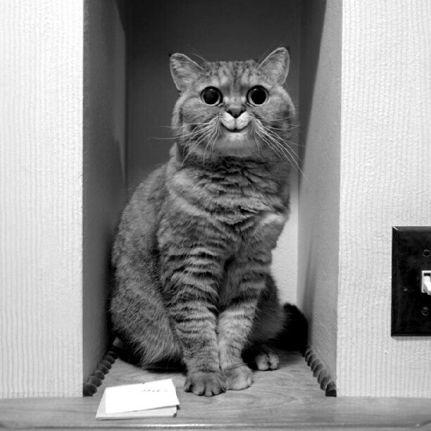 Тоже хочет быть не тем, кем он есть!