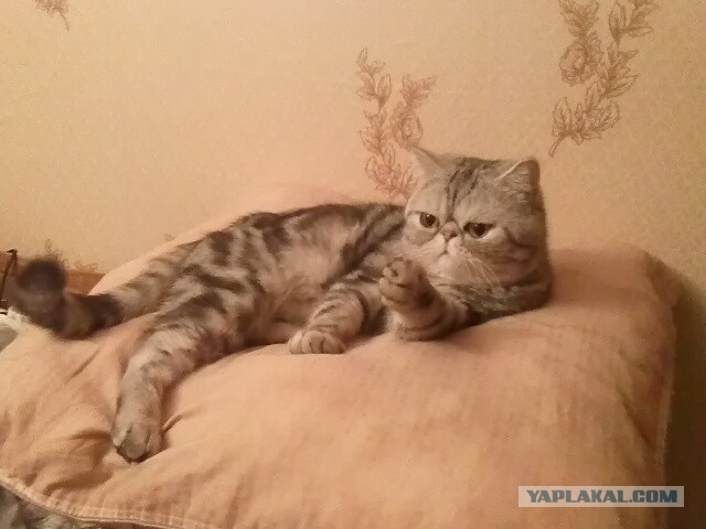 Котовторник  08.04.2014