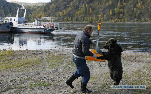 Выгуляй своего медведя, выгуляй скорее!