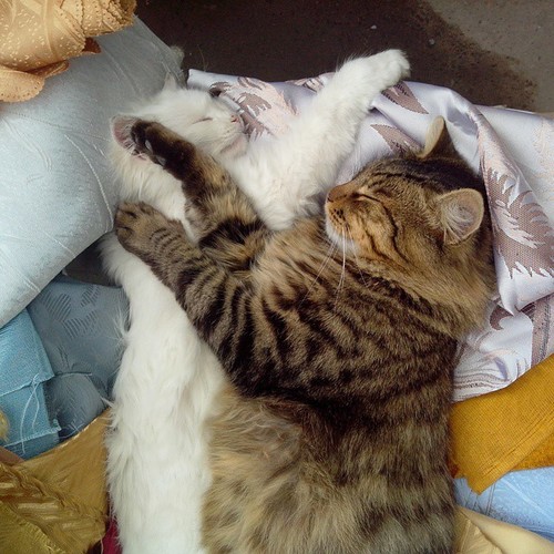 Котовторник 21.10.2014