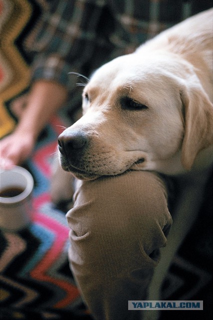 Собакочетверг