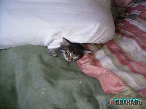 Вторничный котомёт