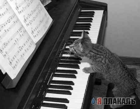 Котовторник!