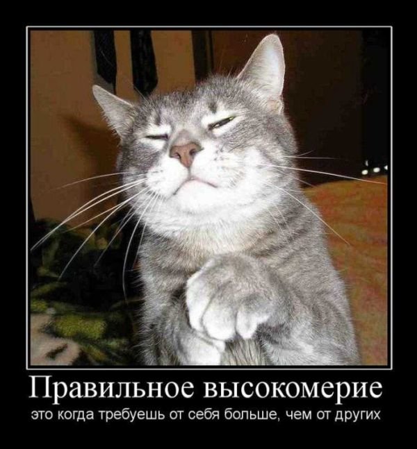 Демы к котовторнику!