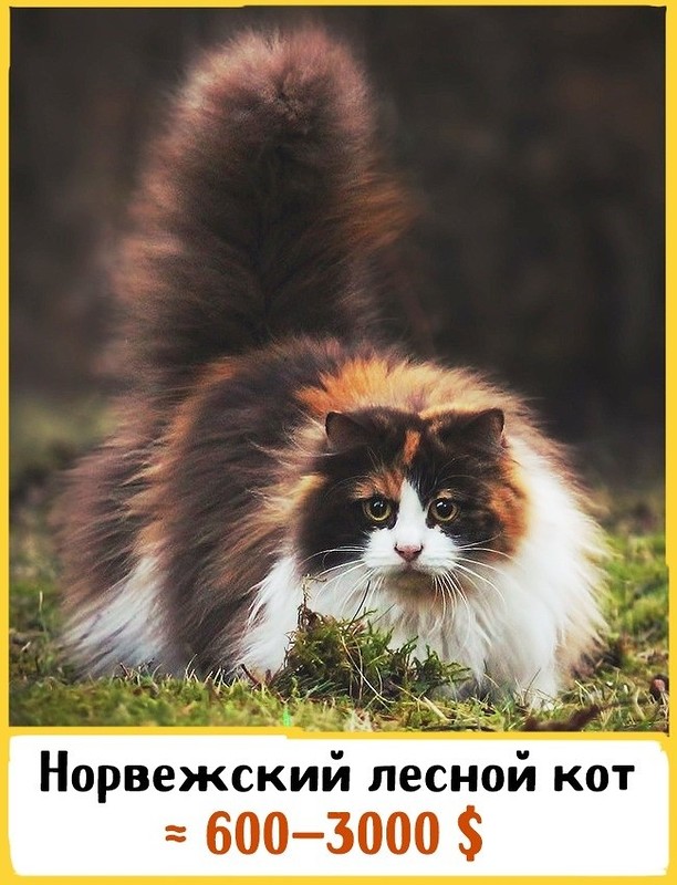 19 шикарных кошек, которые стоят целое состояние