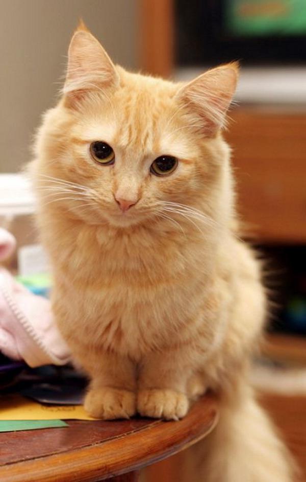 Коты из сети