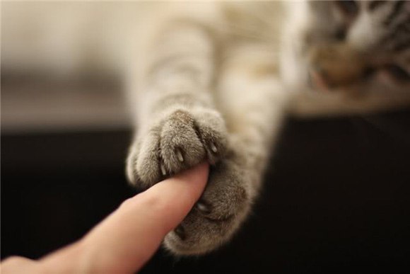 Коты и Кошки