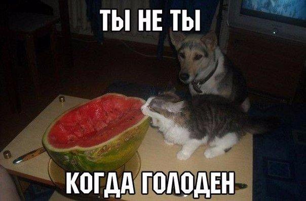 134 картинки для поднятия настроения!
