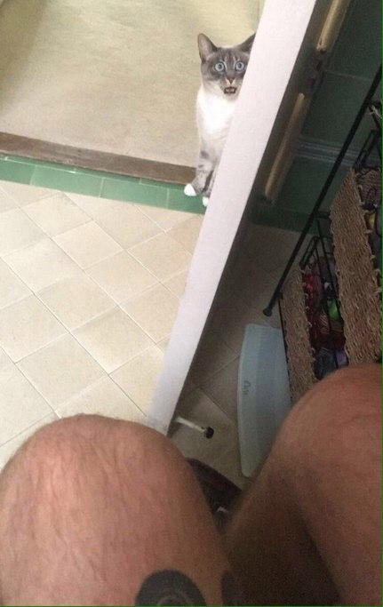 Коты и Кошки
