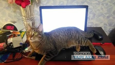 Вся красота беспородных кошек. Котовторнику посвящается.