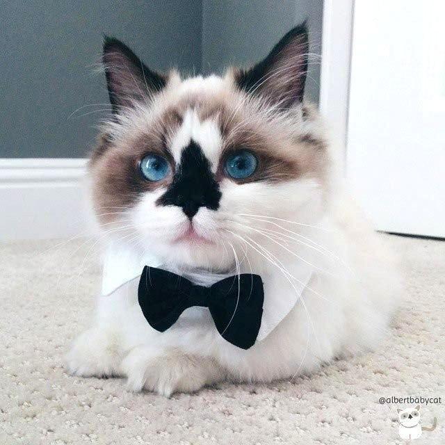 Неадекватные коты