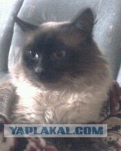 Котовторник на ЯПлакалъ