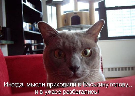 Устами котов