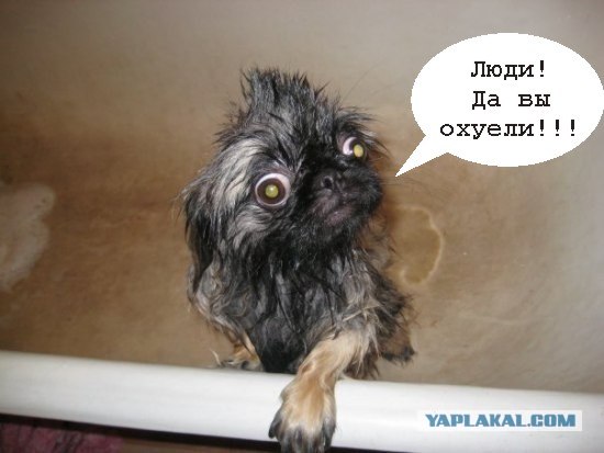 Я злой и страшный, но чистый собак!